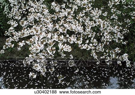Stock Photo - Cherry blossoms. Fotosearch