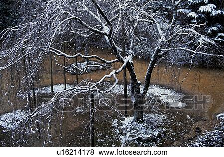 Dead tree and snow View Large Photo Image Stock Photo - Dead tree and snow. Fotosearch