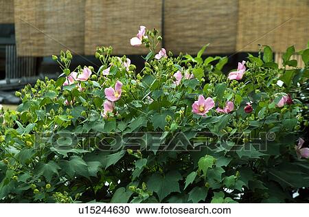 Flower and bamboo blind View Large Photo Image Stock Image - Flower and bamboo blind. Fotosearch