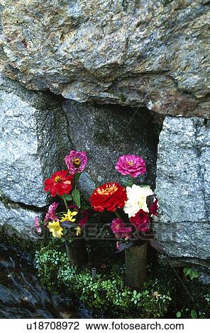 Stock Image - Flower and Stone wall. Fotosearch