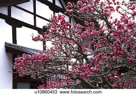 Stock Image - Japanese apricot and architecture. Fotosearch