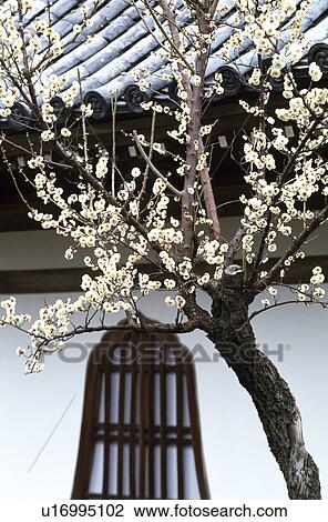 Stock Image - Japanese apricot and architecture. Fotosearch