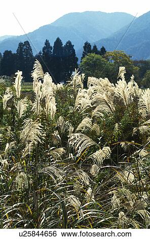 Japanese pampas grass View Large Photo Image Stock Photograph - Japanese pampas grass. Fotosearch