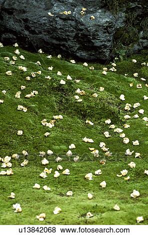 Stock Photo - Japanese stuartia. Fotosearch