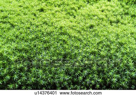 Moss View Large Photo Image Stock Image - Moss. Fotosearch