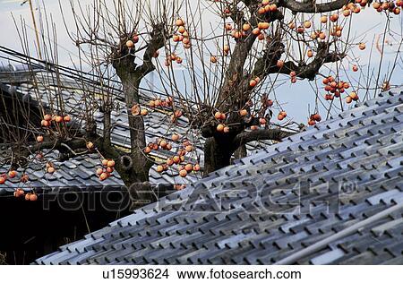 Picture - Persimmon tree and Tiled roof. Fotosearch