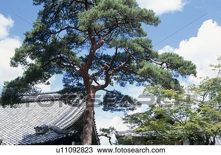 Pine tree View Large Photo Image Stock Image - Pine tree. Fotosearch