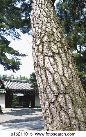 Stock Photography - Pine tree. Fotosearch