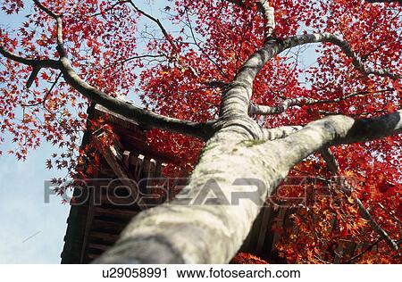 Red leaves View Large Photo Image Stock Image - Red leaves. Fotosearch