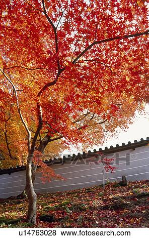 Red leaves View Large Photo Image Stock Photo - Red leaves. Fotosearch