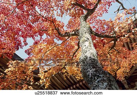 Stock Photo - Red leaves. Fotosearch