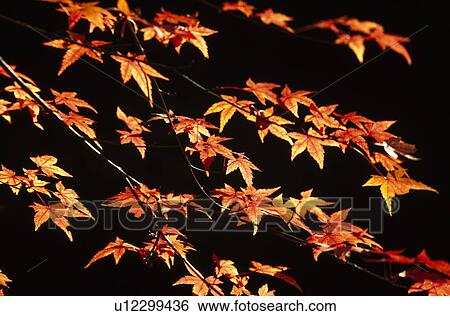 Stock Photograph - Red leaves. Fotosearch