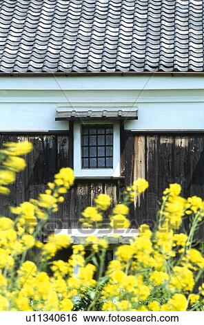 Stock Photograph - Sake cellar and rape blossoms. Fotosearch