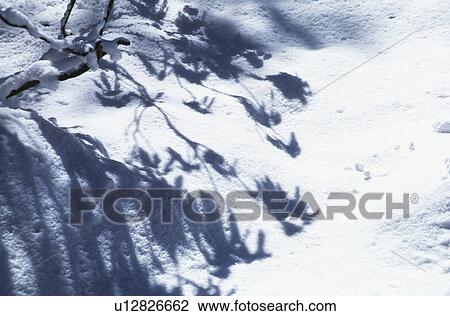 Shadow on the snow View Large Photo Image Stock Image - Shadow on the snow. Fotosearch