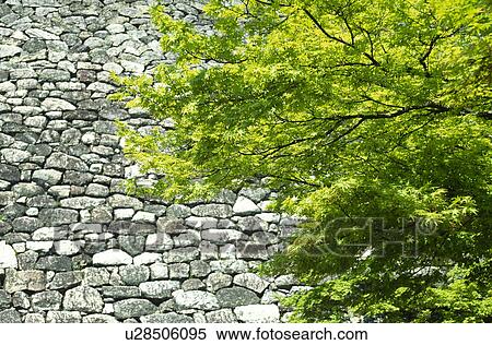 Stock Photography - Stone wall and fresh green. Fotosearch