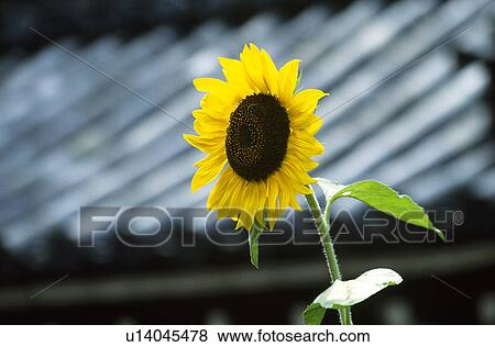 Stock Photo - Sunflower. Fotosearch