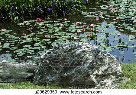 Water lily View Large Photo Image Stock Photo - Water lily. Fotosearch