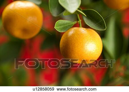 Stock Photo - Close-up of orange tree. Fotosearch