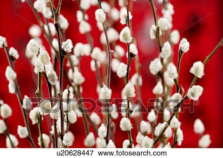 Close-up of plant for decoration View Large Photo Image Stock Photo - Close-up of plant for decoration. Fotosearch