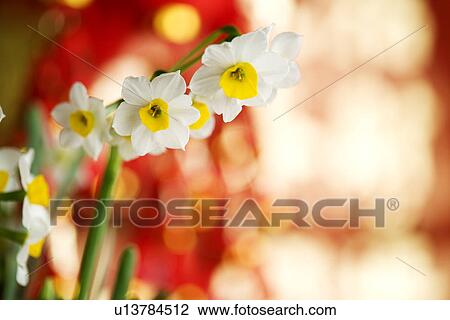 Close-up of potted flower View Large Photo Image Stock Image - Close-up of potted flower. Fotosearch