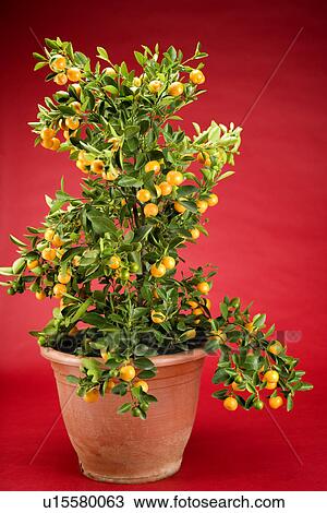 Potted plant View Large Photo Image Stock Image - Potted plant. Fotosearch