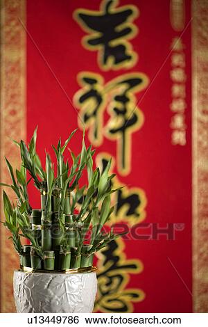 Stock Photograph - Potted plant with Chinese couplet in the background. Fotosearch