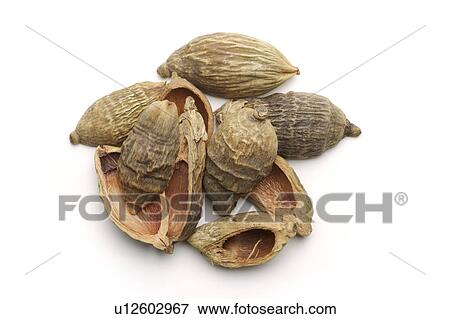 Stock Photo - Areca Peels. Fotosearch