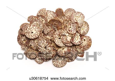 Areca Seed View Large Photo Image Picture - Areca Seed. Fotosearch