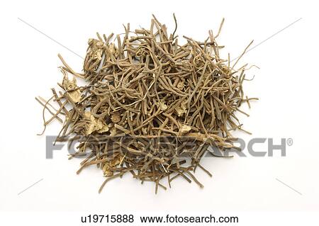 Stock Photo - Backend Swallowwort Roots. Fotosearch