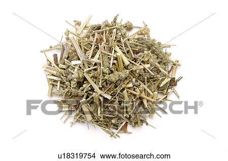 Picture - Chinese herbal medicine: Fineleaf Schizonepeta Herbs. Fotosearch