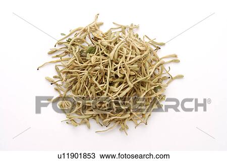 Stock Image - Chinese herbal medicine: Honeysuckle Flowers. Fotosearch