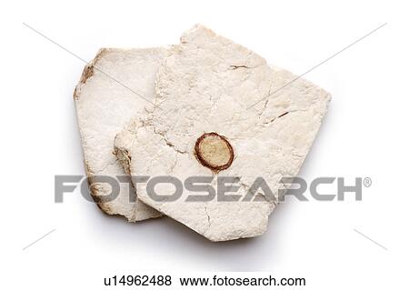 Stock Photo - Chinese herbal medicine: Indian Bread With Hostwood. Fotosearch