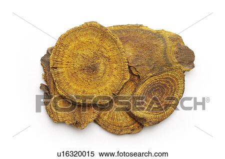 Stock Photography - Chinese herbal medicine: Rhubarbs. Fotosearch