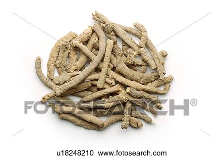 Chinese herbal medicine: Thinleaf Milkwort Roots View Large Photo Image Stock Image - Chinese herbal medicine: Thinleaf Milkwort Roots. Fotosearch