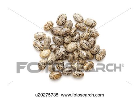 Chinese medicinal herbs: Croton Seeds View Large Photo Image Stock Photography - Chinese medicinal herbs: Croton Seeds. Fotosearch