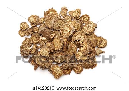 Stock Photograph - Chinese medicinal herbs, Incised Notopterygium Rhizome or Root. Fotosearch