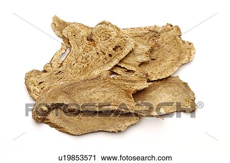 Common Aucklandia Root View Large Photo Image Stock Image - Common Aucklandia Root. Fotosearch