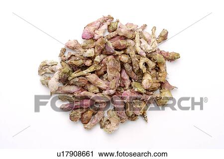 Stock Image - Common Coltsfoot Flowers. Fotosearch
