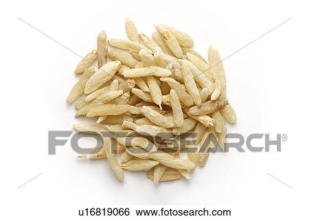 Dwarf Lilyturf Tubers View Large Photo Image Stock Photograph - Dwarf Lilyturf Tubers. Fotosearch