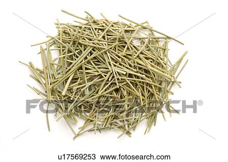 Stock Image - Ephedras against white background, close up. Fotosearch