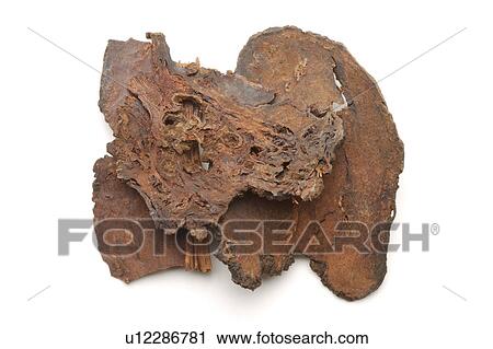 Stock Image - Fleeceflower Roots. Fotosearch
