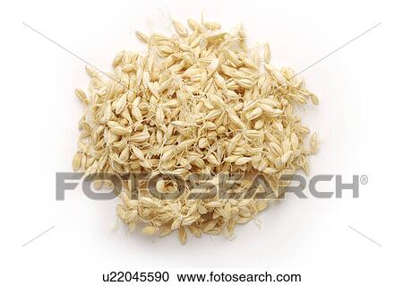 Germinated Barleys View Large Photo Image Stock Image - Germinated Barleys. Fotosearch
