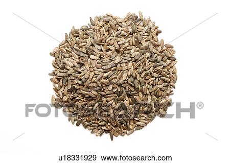 Great Burdock Achene against white background View Large Photo Image Stock Photo - Great Burdock Achene against white background. Fotosearch