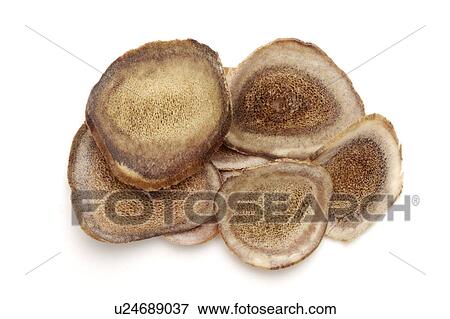 Hairy Antlers View Large Photo Image Stock Photo - Hairy Antlers. Fotosearch