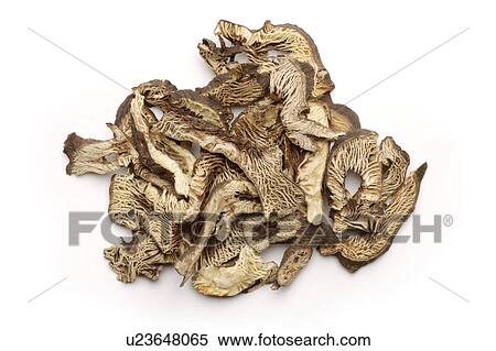 Largetrifoliolious Bugbane Rhizomes against white background View Large Photo Image Stock Photography - Largetrifoliolious Bugbane Rhizomes against white background. Fotosearch