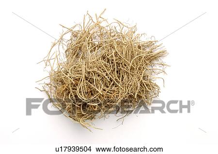 Picture - Manchurian Wild gingers. Fotosearch