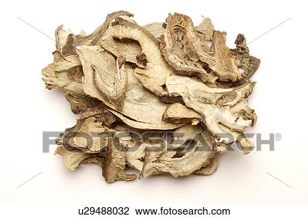 Medicinal Cyathula Roots View Large Photo Image Stock Image - Medicinal Cyathula Roots. Fotosearch