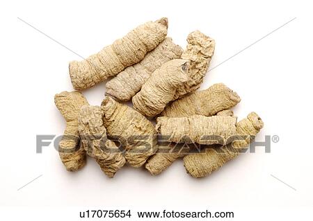 Picture - Morinda Root. Fotosearch