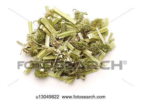 Motherwort Herb View Large Photo Image Stock Image - Motherwort Herb. Fotosearch