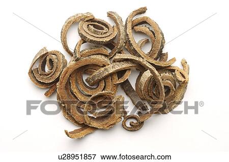 Officinal Magnolia Barks View Large Photo Image Stock Photo - Officinal Magnolia Barks. Fotosearch